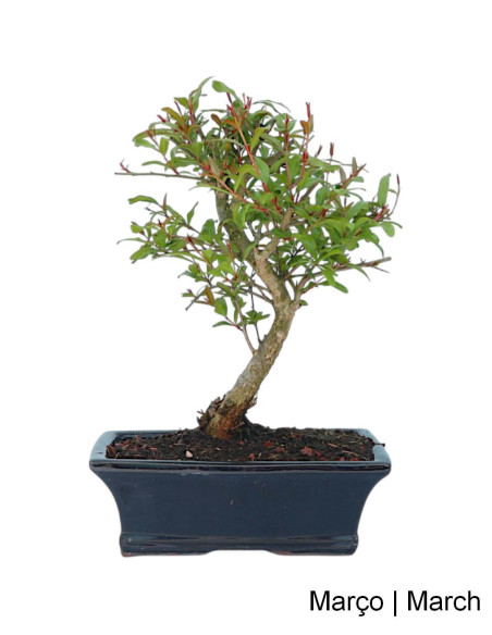 Romäner Granatapfelbaum Bonsai von 9 Jahren