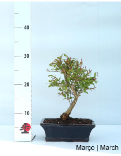 Romãzeira Anã (Nana) Bonsai de 9 Ans 2