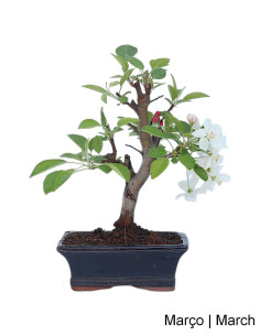 Macieira "Everest" Bonsai von 7 Jahren