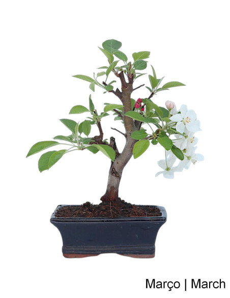 Macieira "Everest" Bonsai 7 Jahre alt