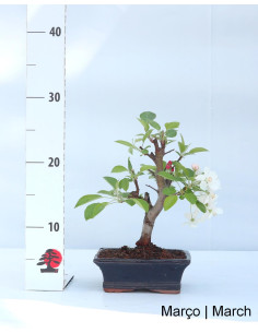 Macieira "Everest" Bonsai von 7 Jahren 2