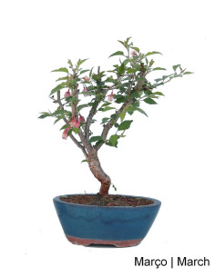 Prunus Inc. KOJO-NO-MAI "Sakura" Bonsai 7 years old