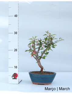 Prunus Inc. KOJO-NO-MAI "Sakura" Bonsai von 7 Jahren 2