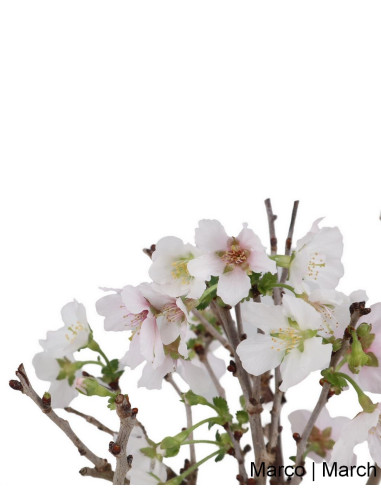 Prunus Inc. KOJO-NO-MAI "Sakura" Bonsai de 7 años