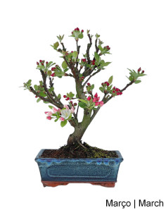 Macieira "Everest" Bonsai 9 Years Old