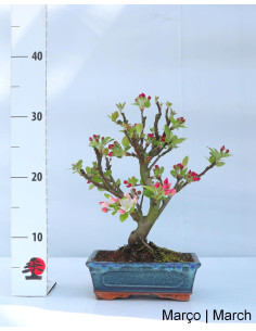 Manzano "Everest" Bonsai de 9 Años 2