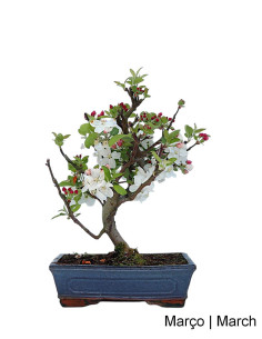 Macieira "Everest" Bonsai im Alter von 12 Jahren