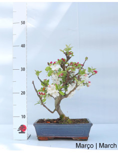 Melo "Everest" Bonsai di 12 Anni 2