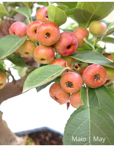 Macieira "Everest" Bonsai de 12 Años