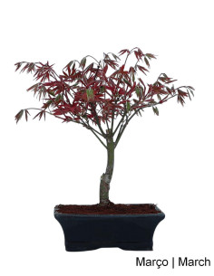 Acer Palmatum Atropurpureum Bonsai von 9 Jahren
