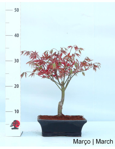 Acer Palmatum Atropurpureum Bonsai de 9 Anos