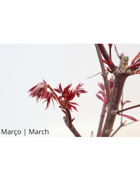 Acer Palmatum Atropurpureum Bonsai de 9 Ans