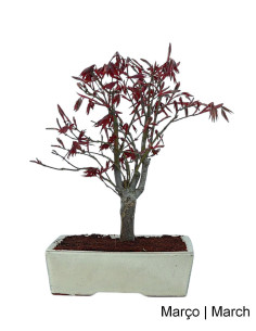 Acer Palmatum Atropurpureum Bonsai de 12 Ans