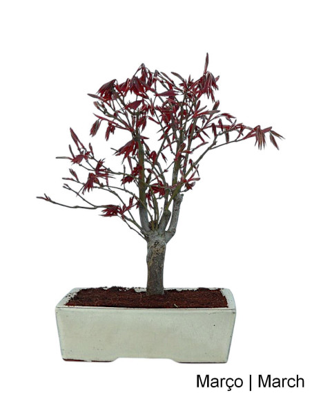Acer Palmatum Atropurpureum Bonsai de 12 Años