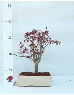 Acer Palmatum Atropurpureum Bonsai de 12 Ans 2