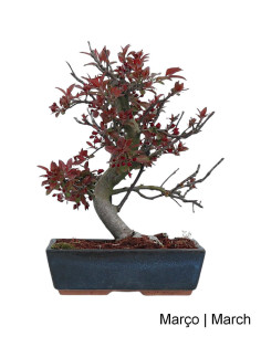 "Courtarou Coccinella" Apple Tree Bonsai of 17 Years