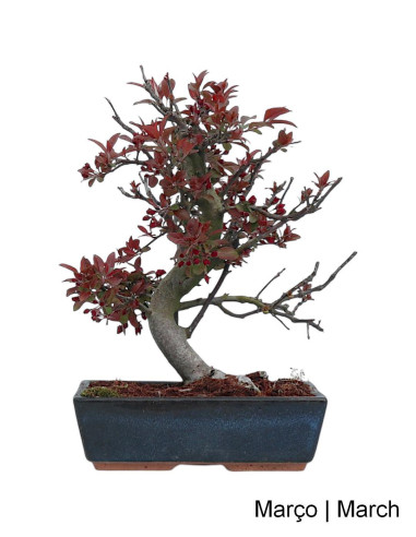 Melo "Courtarou Coccinella" Bonsai di 17 Anni