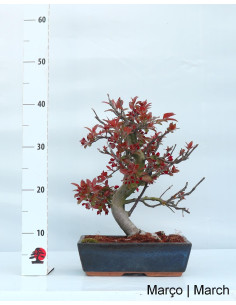 Macieira "Courtarou Coccinella" Bonsai von 17 Jahren 2