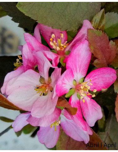 Macieira "Courtarou Coccinella" Bonsai von 17 Jahren