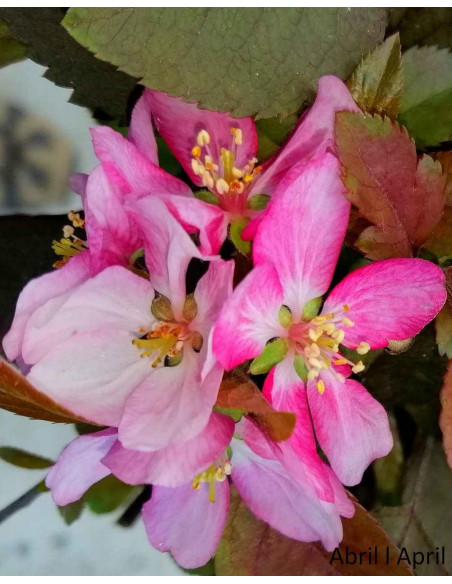 Macieira "Courtarou Coccinella" Bonsai von 17 Jahren