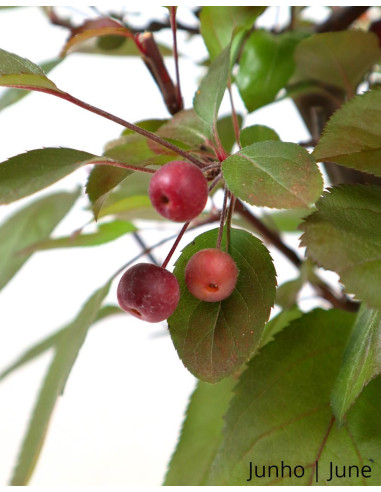 "Courtarou Coccinella" Apple Tree Bonsai of 17 Years