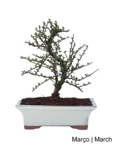 Cotoneaster Horizontalis Bonsai de 9 ans