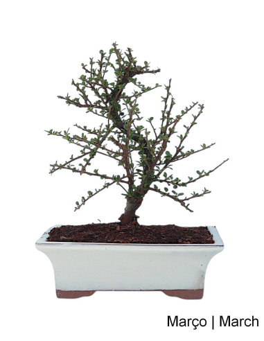 Cotoneaster Horizontalis Bonsai di 9 anni