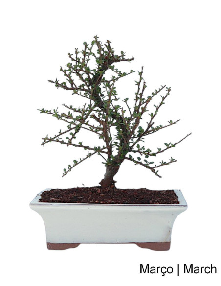 Cotoneaster Horizontalis Bonsai de 9 años