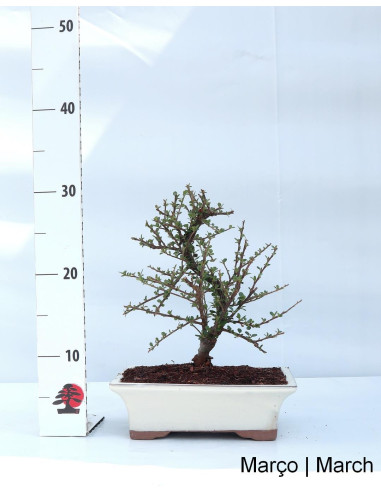 Cotoneaster Horizontalis Bonsai de 9 años