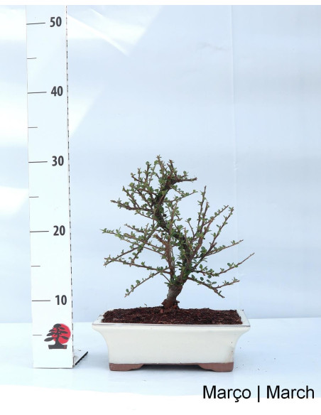 Cotoneaster Horizontalis Bonsai de 9 años