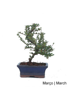 Cotoneaster Horizontalis Bonsai 7 years old