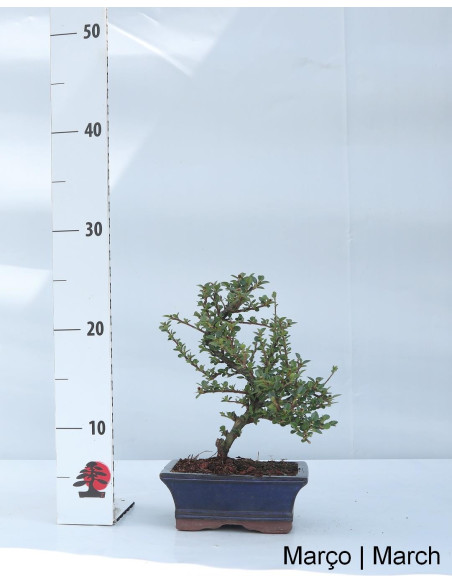Cotoneaster Horizontalis Bonsai of 7 years
