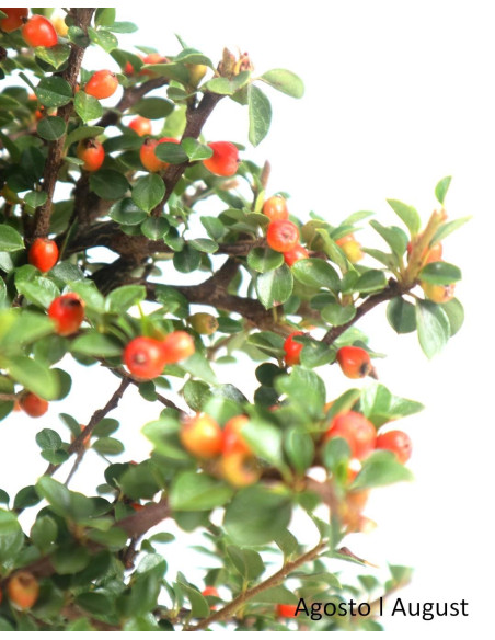 Cotoneaster Horizontalis Bonsai of 7 years