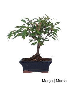 Prunus Subhirt. Autumn. Rosea Bonsai 7 years old