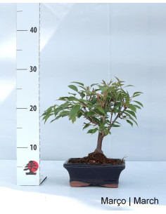Prunus Subhirt. Autumn. Rosea Bonsai 7 years old 2