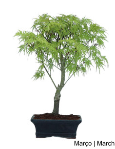Acer Palmatum Dissectum Bonsai de 7 nudos