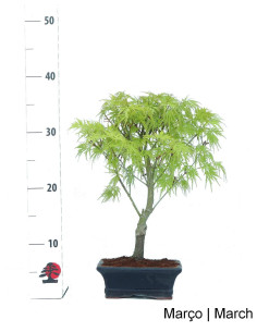 Acer Palmatum Dissectum Bonsai di 7 nodi 2