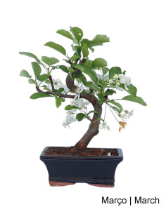 Malus Red Jewel Bonsai di 7 anni