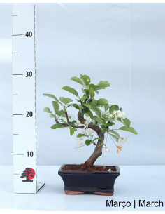 Malus Red Jewel Bonsai di 7 anni 2