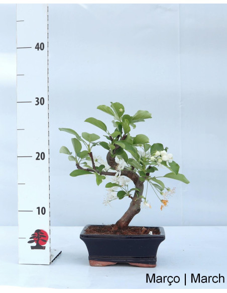 Malus Red Jewel Bonsai de 7 anos