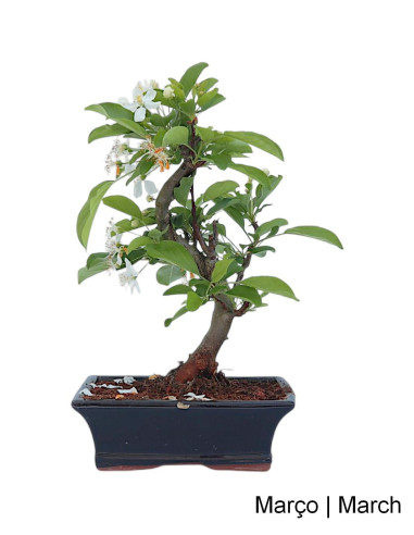 Malus Red Jewel Bonsai de 9 años