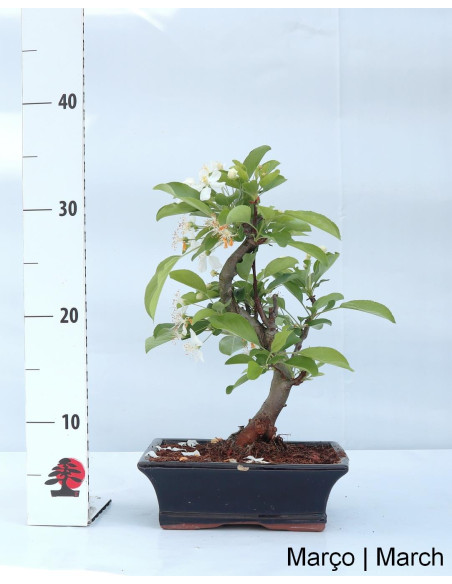 Malus Red Jewel Bonsai 9 years old