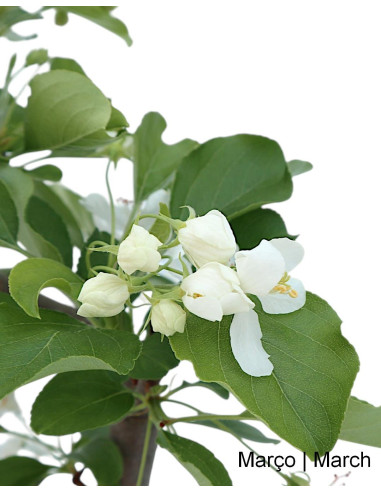 Malus Red Jewel Bonsai de 9 años