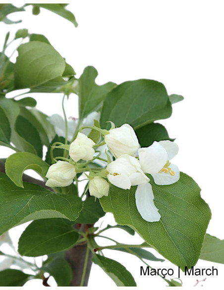 Malus Red Jewel Bonsai de 9 anos
