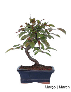Melo "Diablo Rouge" Bonsai di 7 Anni