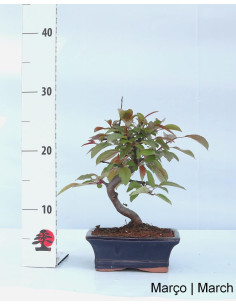 Macieira "Diablo Rouge" Bonsai von 7 Jahren 2