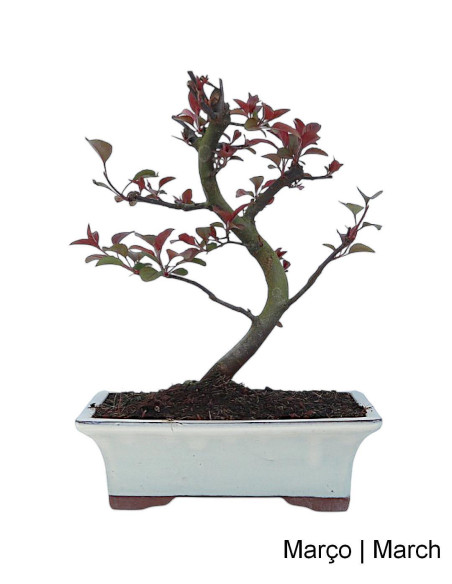 Macieira "Diablo Rouge" Bonsai de 9 Anos