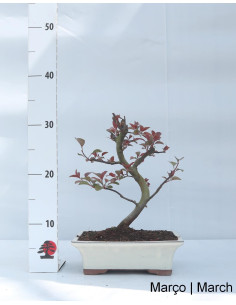 Melo "Diablo Rouge" Bonsai di 9 Anni 2