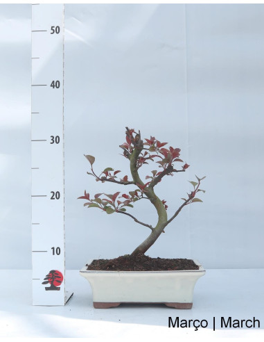 Macieira "Diablo Rouge" Bonsai de 9 Anos