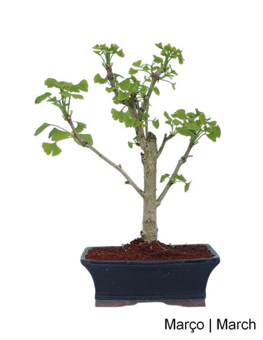 Ginkgo Biloba Bonsai di 9 anni